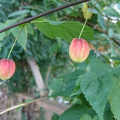 IMG_20180806_143212_600
