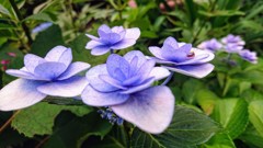 雨を待つ紫陽花2