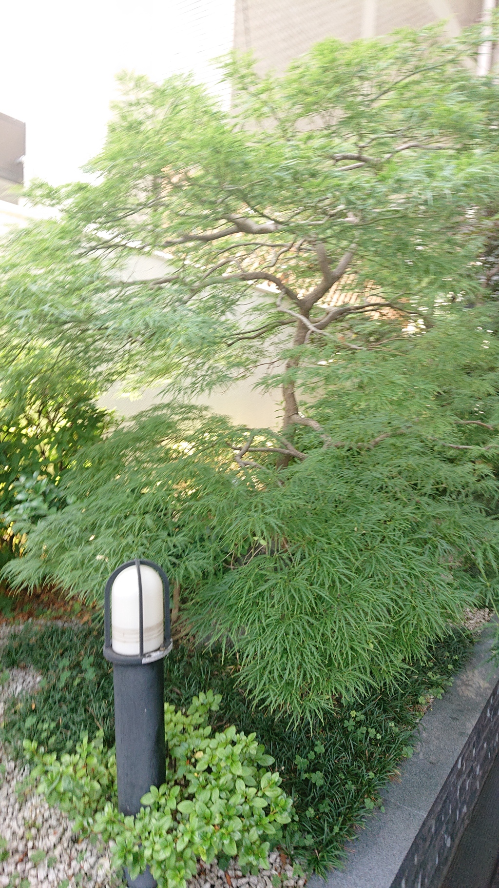 雨よ降れ～
