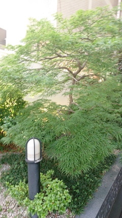 雨よ降れ～