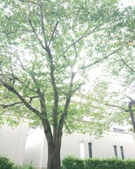 中庭の木