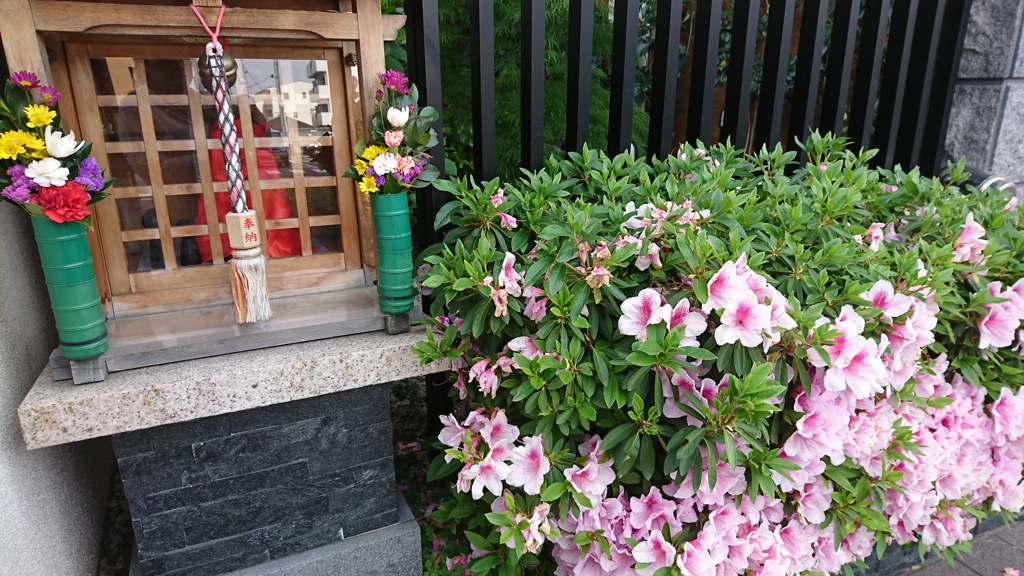 ツツジ
