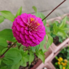 花壇