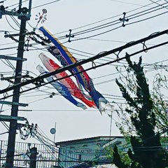 巨大鯉～
