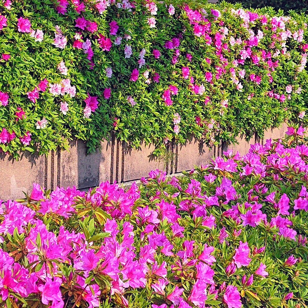 一気に開花