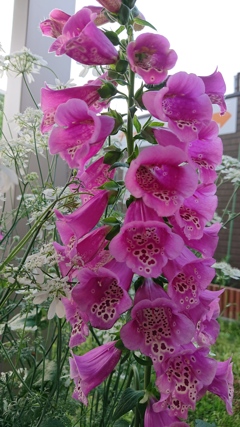 ちょっと変わった花