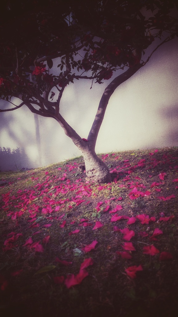 山茶花