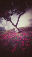 山茶花