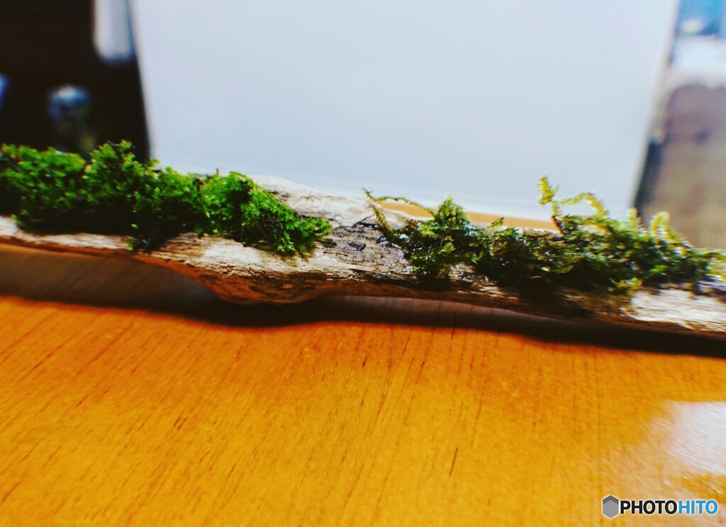 moss