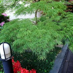 暑い京都を涼しげに
