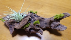 苔と流木とエアープランツ