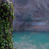 芽生え