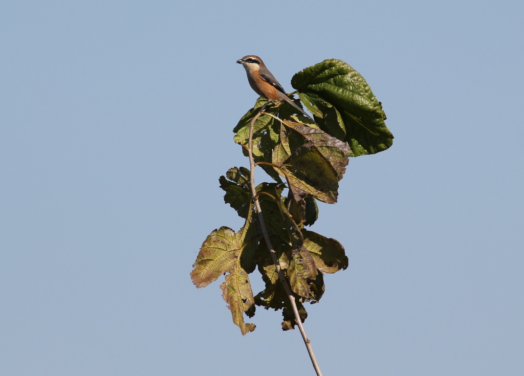 百舌鳥が枯れ葉で