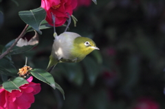 蜜から蜜へ目白