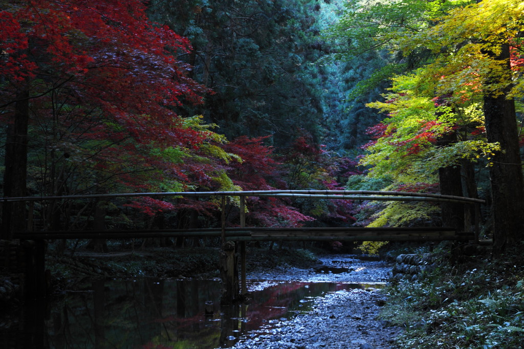 錦秋の森