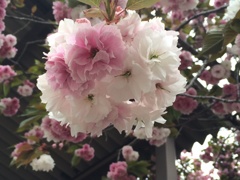 八重桜