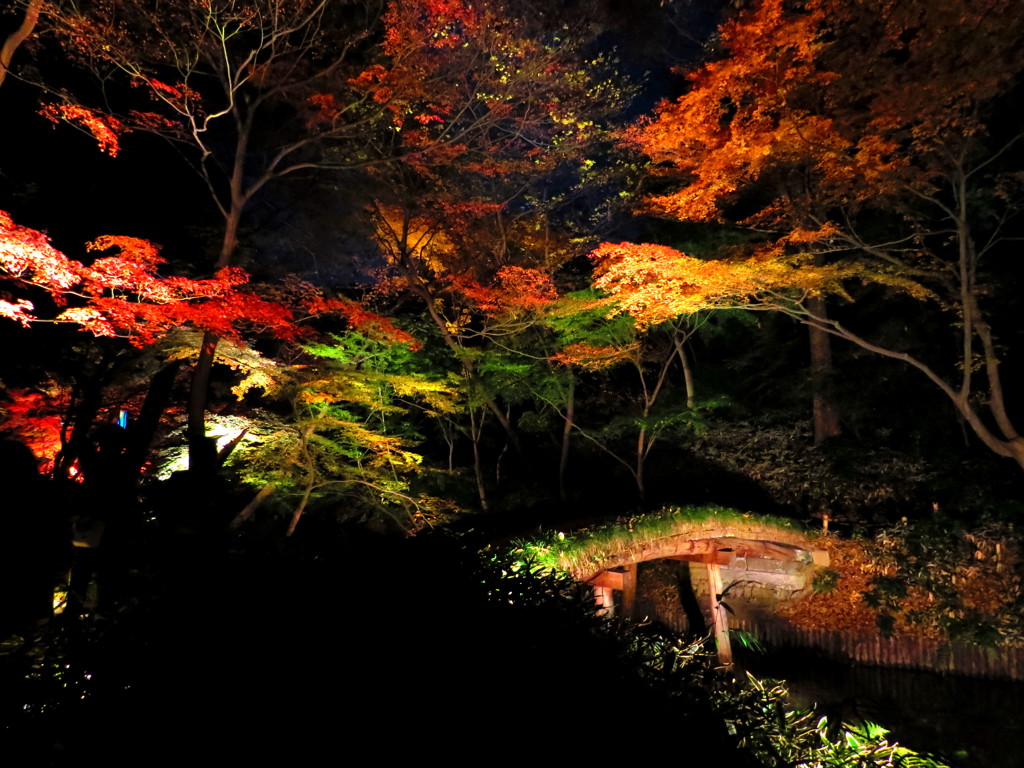 紅葉ライトアップ