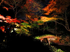 紅葉ライトアップ