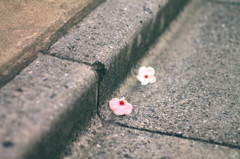 落ち花