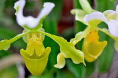 Paphiopedilum