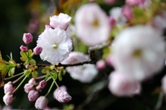 八重桜