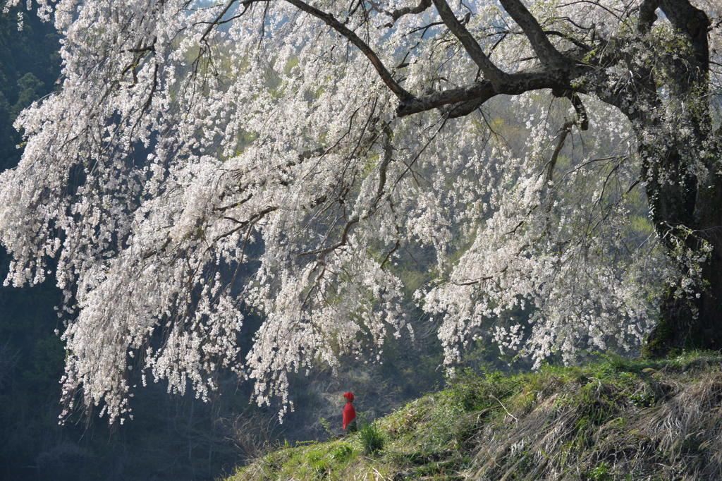 桜とお地蔵さま