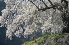 桜とお地蔵さま