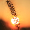 夕暮れ…