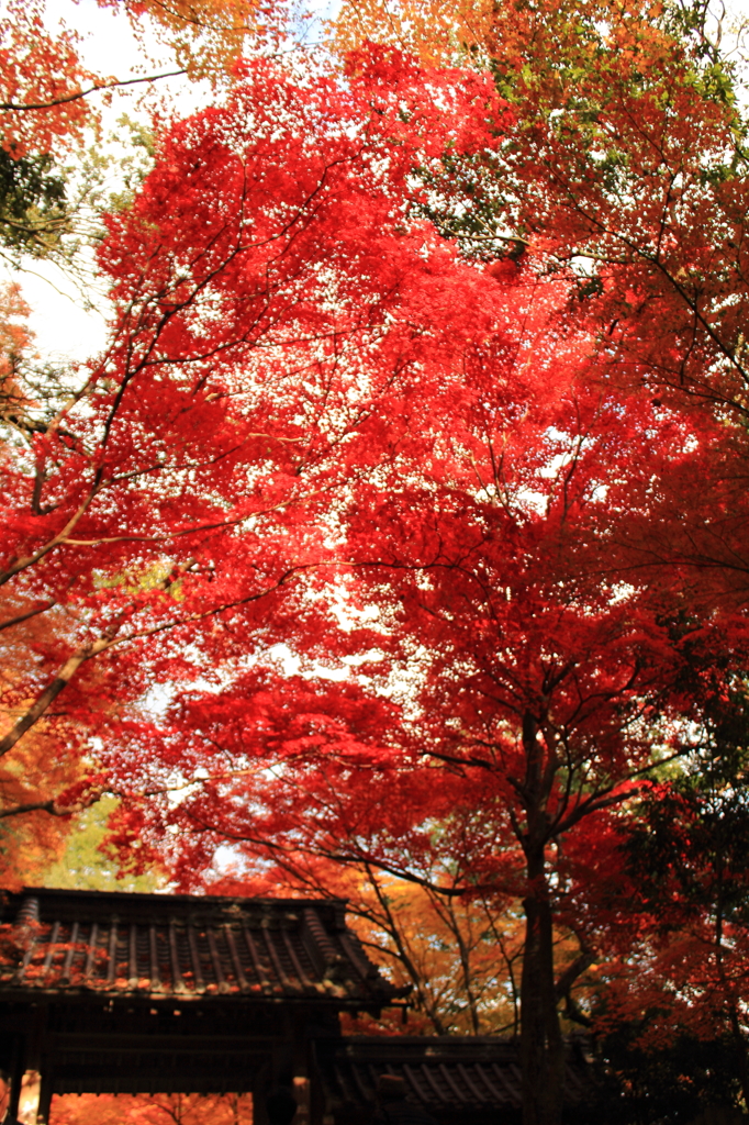 紅