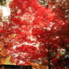 紅