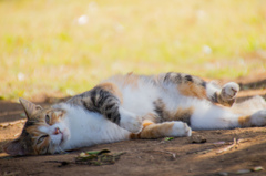 城ヶ島の猫②