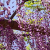 曼陀羅寺公園③