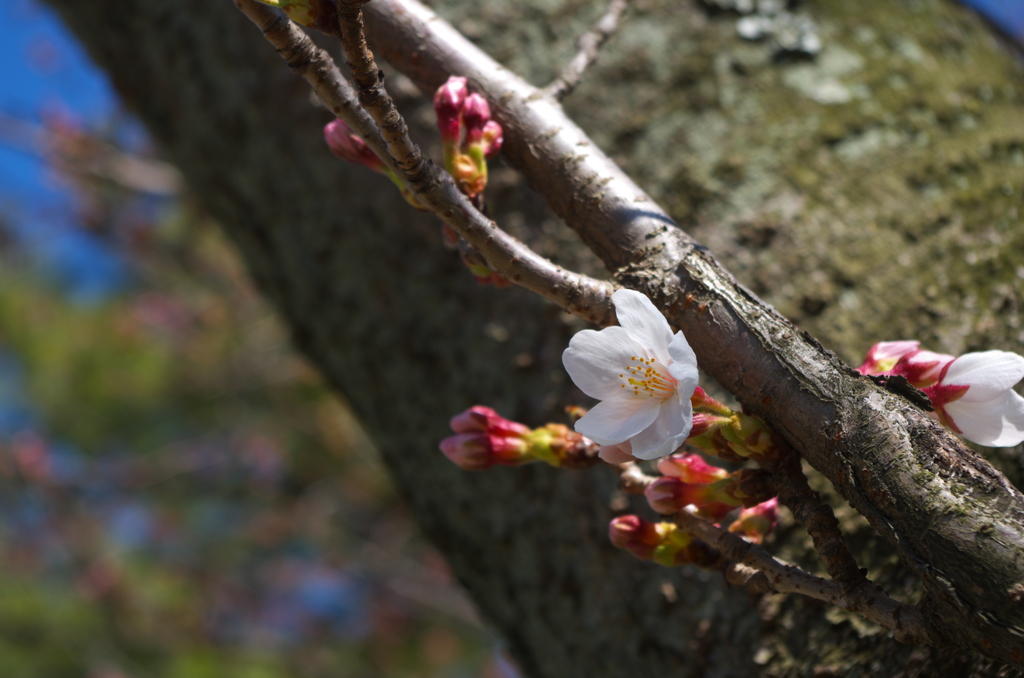九華公園1