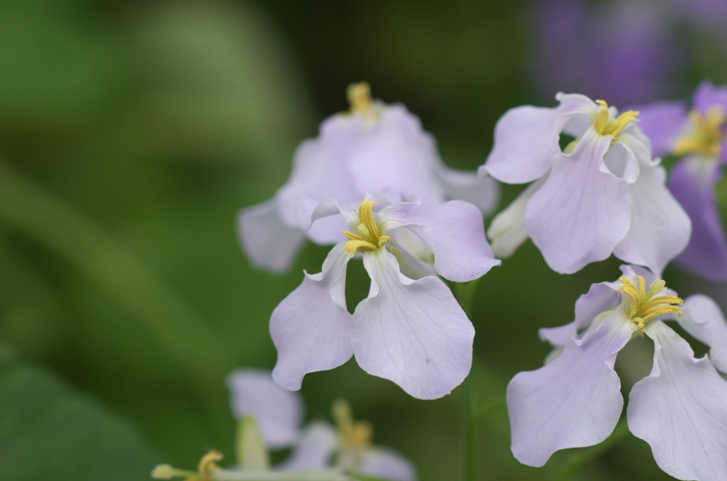 花フェスタ2015ぎふ