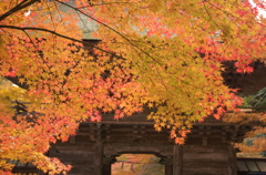 紅葉を求めて 紅葉を求めて