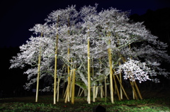薄墨桜ライトアップ