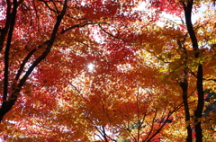 オレンジの空 オレンジの空