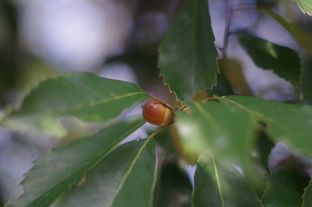 美濃加茂　文化の森1
