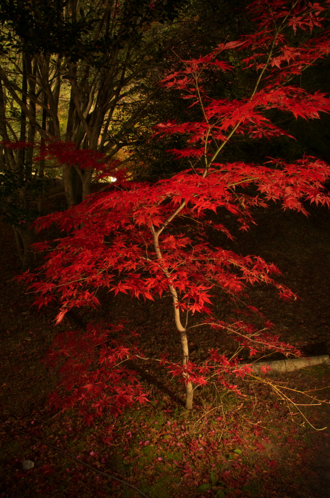 曽木公園ライトアップ⑥