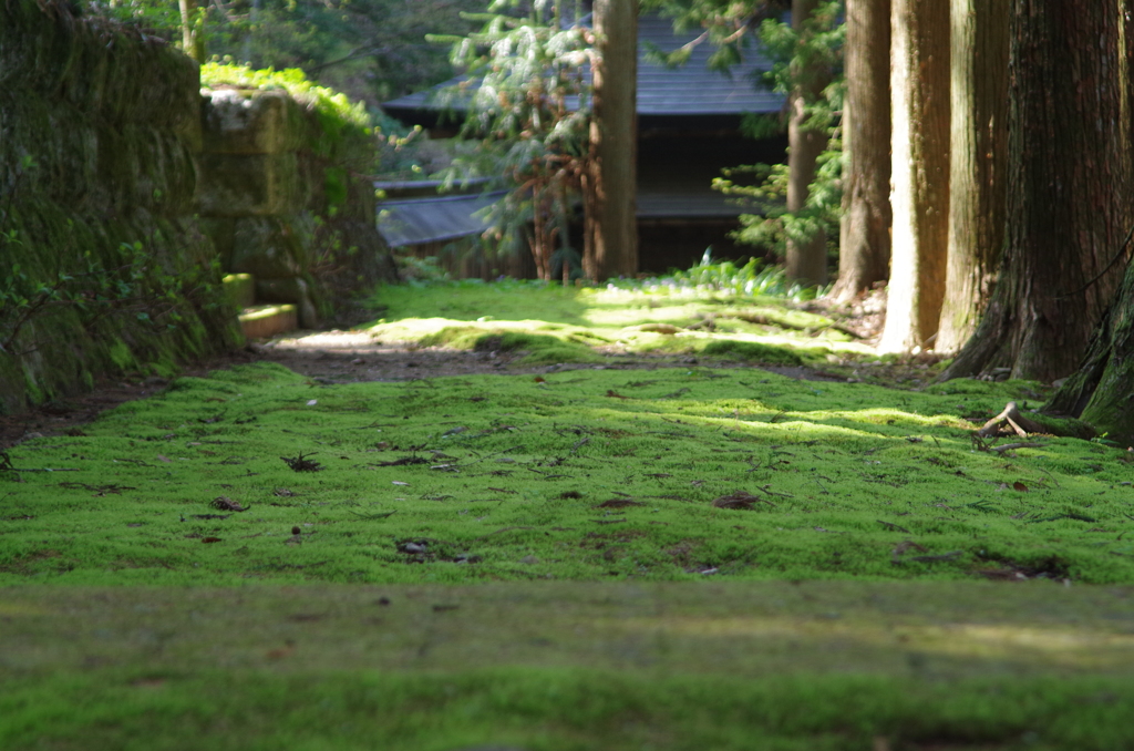 光前寺の苔