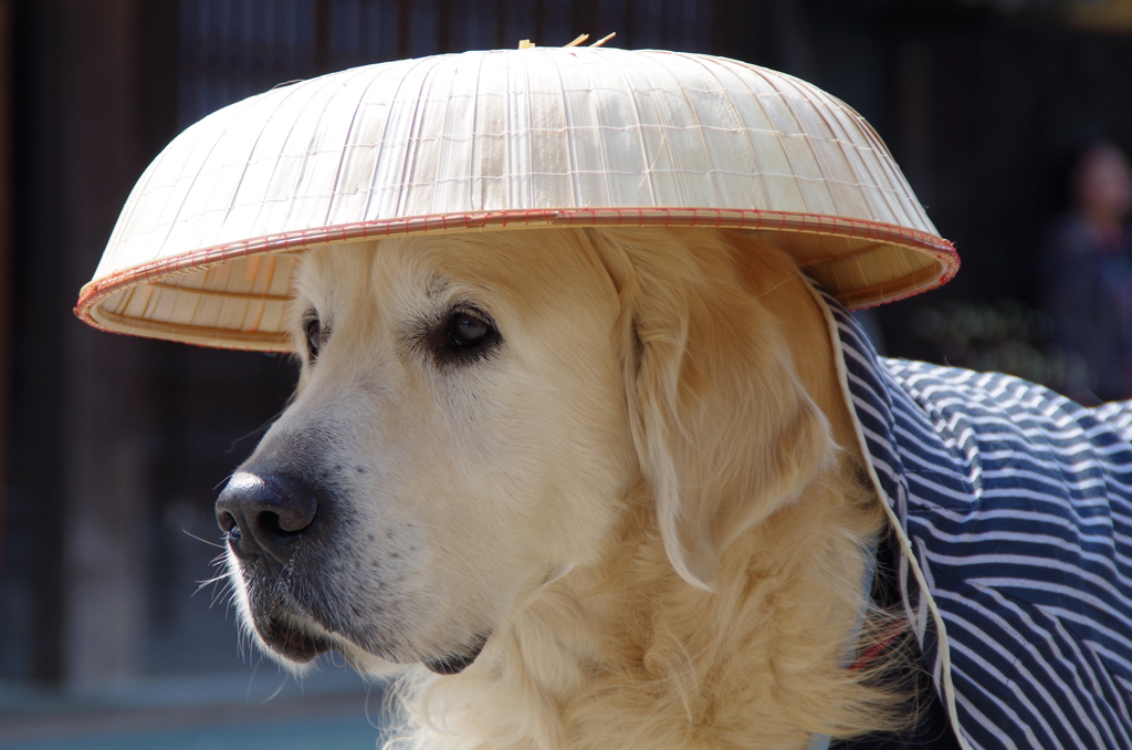 コスプレ犬