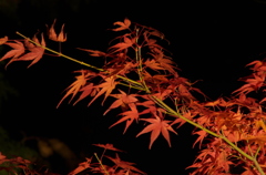 曽木公園ライトアップ⑤
