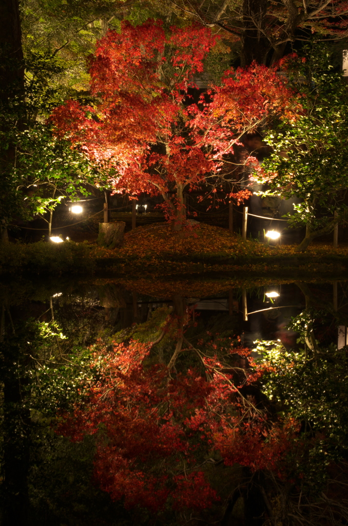 曽木公園ライトアップ④