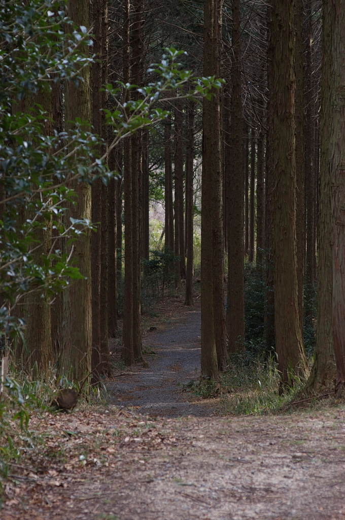 県民の森