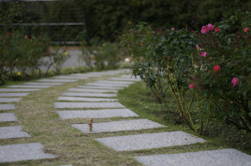 ダンボーIN花フェスタ記念公園
