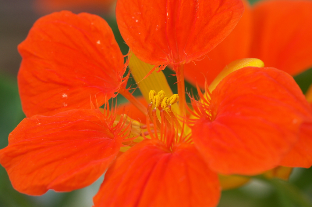 花フェスタ2015ぎふ