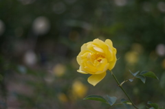 花フェスタ記念公園