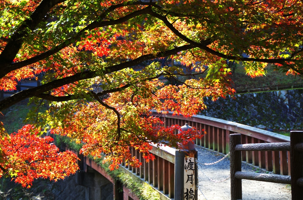 養老公園紅葉②