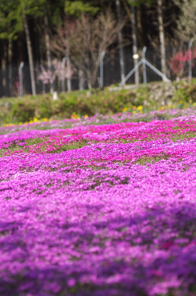 国田家の芝桜①