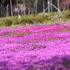 国田家の芝桜①